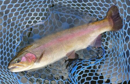 シビアなアタリを掛ける ～岡崎トラウトポンド～